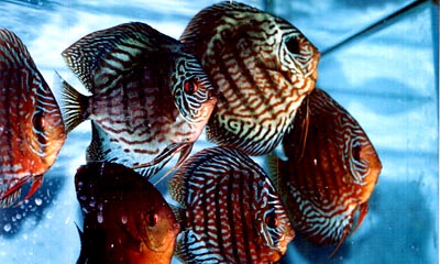 aquaristik2