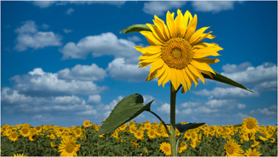 musterimagestandard
