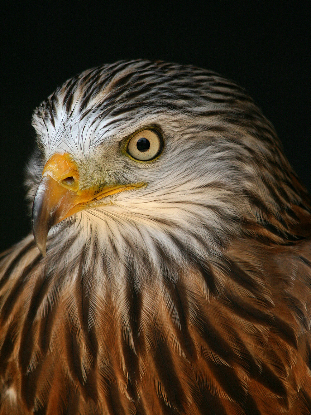 17 Raubvogel www