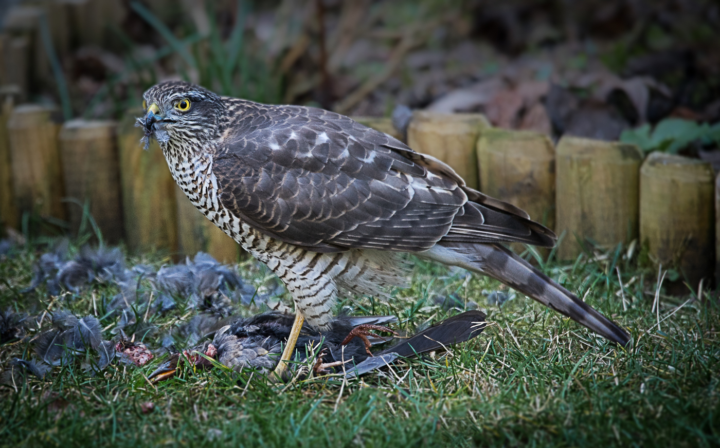 15 Sperber erlegt Amsel