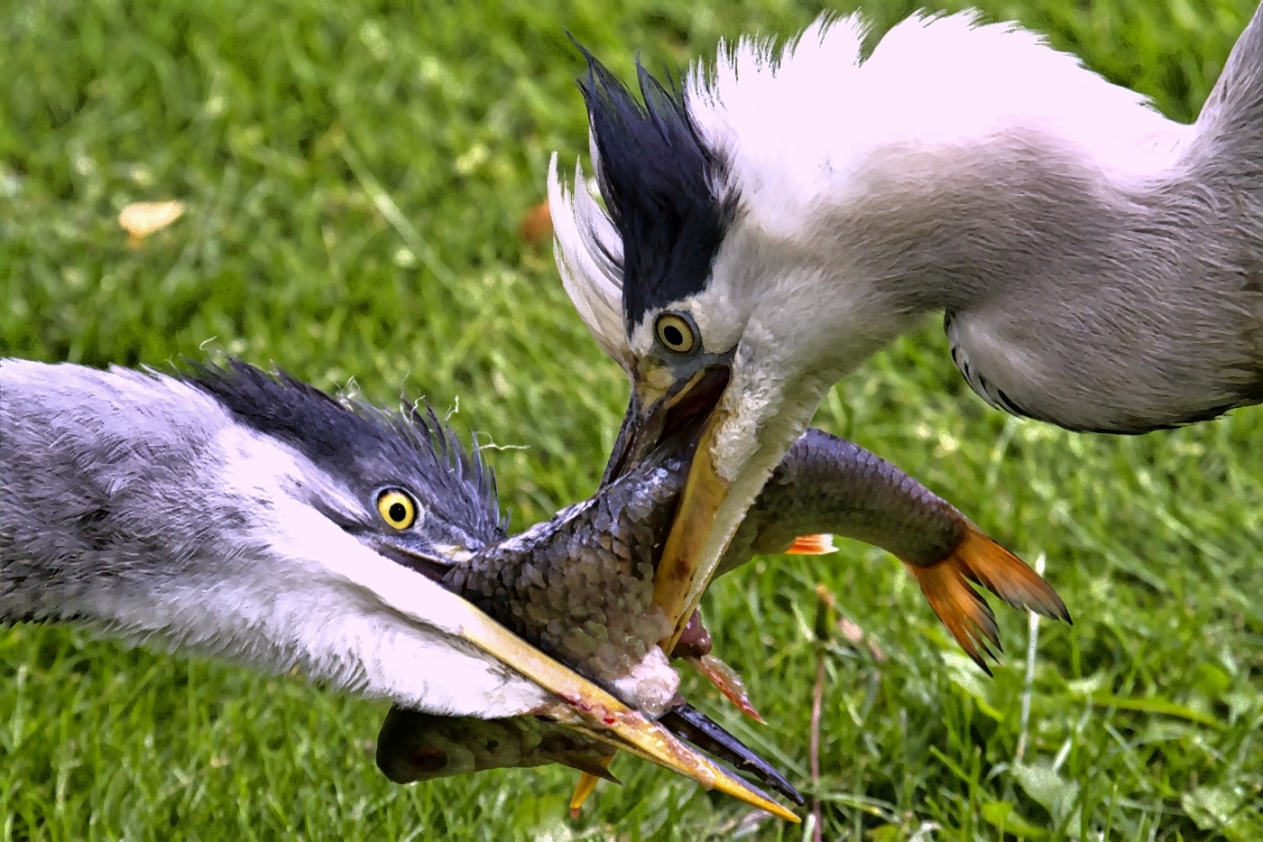 17 Reiher Fisch Kampf