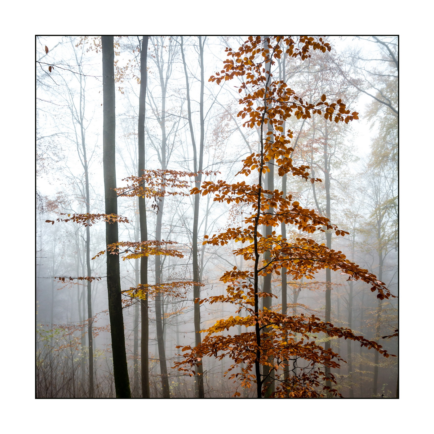 WB04 BAUM Erwin Jung foggy
