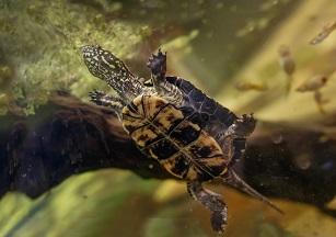 Schildkroete1