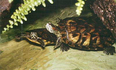 aquaristik4
